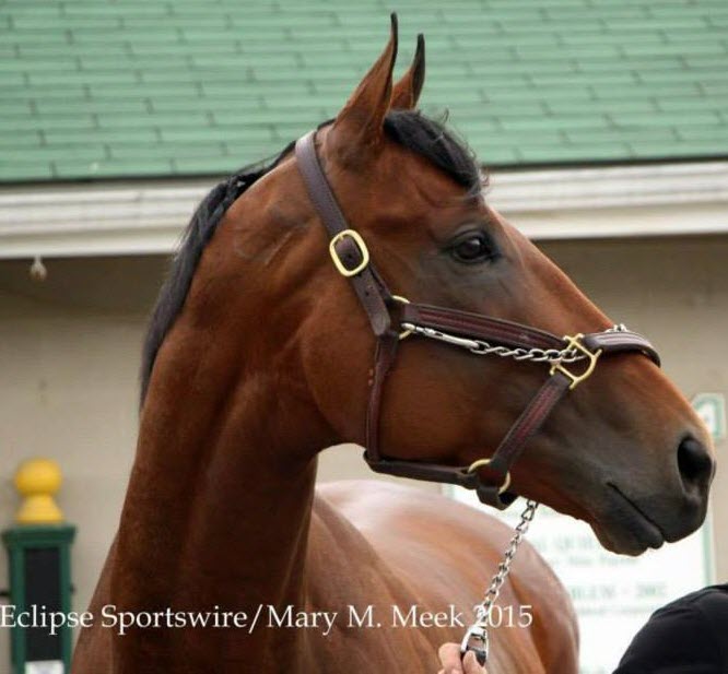 American Pharoah xfactor